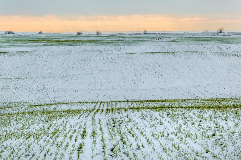 Снег спасёт озимые от сильных морозов в ряде регионов РФ